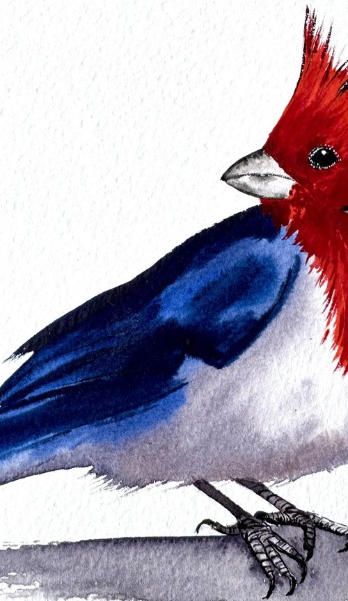 Red-cowled cardinal Paroaria by Yuliia Sharapova