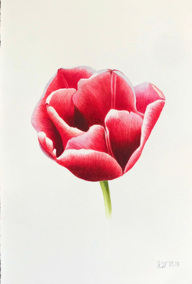 Red tulip by Ksenia Tikhomirova