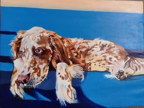 English setter