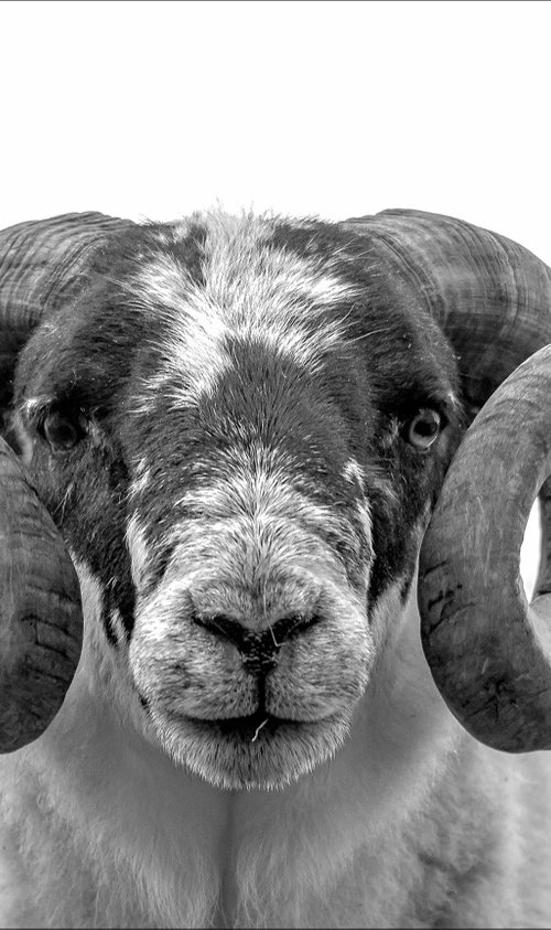 Scottish Blackface Ram - Island of Lewis by Stephen Hodgetts Photography