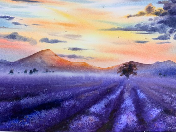 lavender field #2