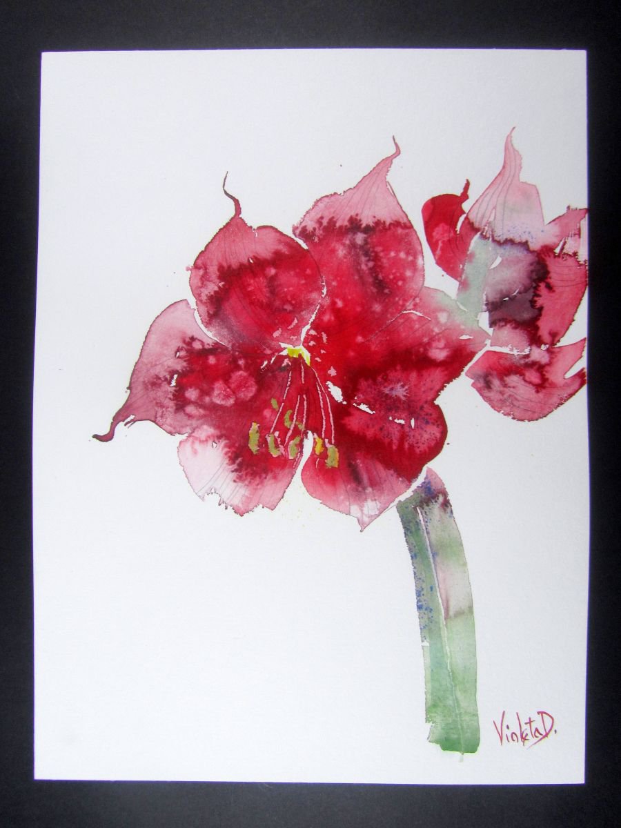 Red Amaryllis (Hippeastrum species) 1 by Violeta Damjanovic-Behrendt