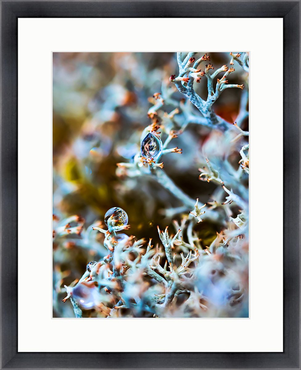 The Horus Eye - macro photography of drops in lichens, limited edition print, framed by Inna Etuvgi