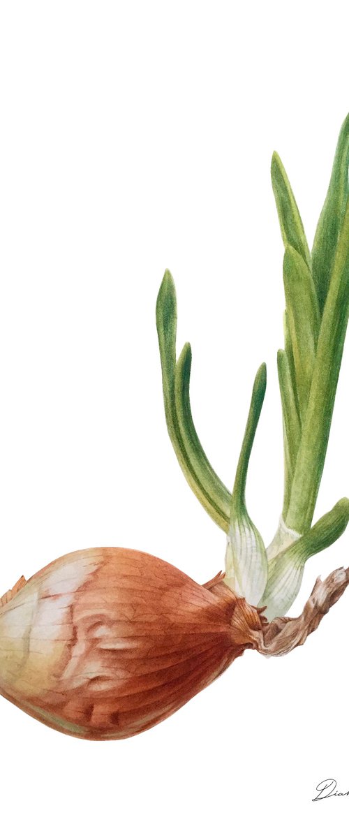 “Onion” (2020)  Original watercolor painting, botanical art by Alisa Diakova