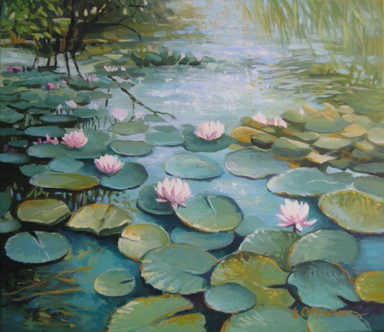 Water lily pond