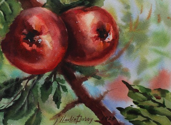 Apples. Original artwork .