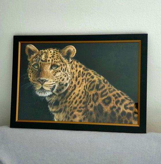 "Inquisitive" Leopard portrait