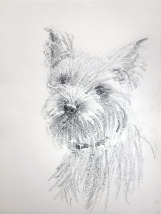 Terrier Portrait  Pet Dog sketch