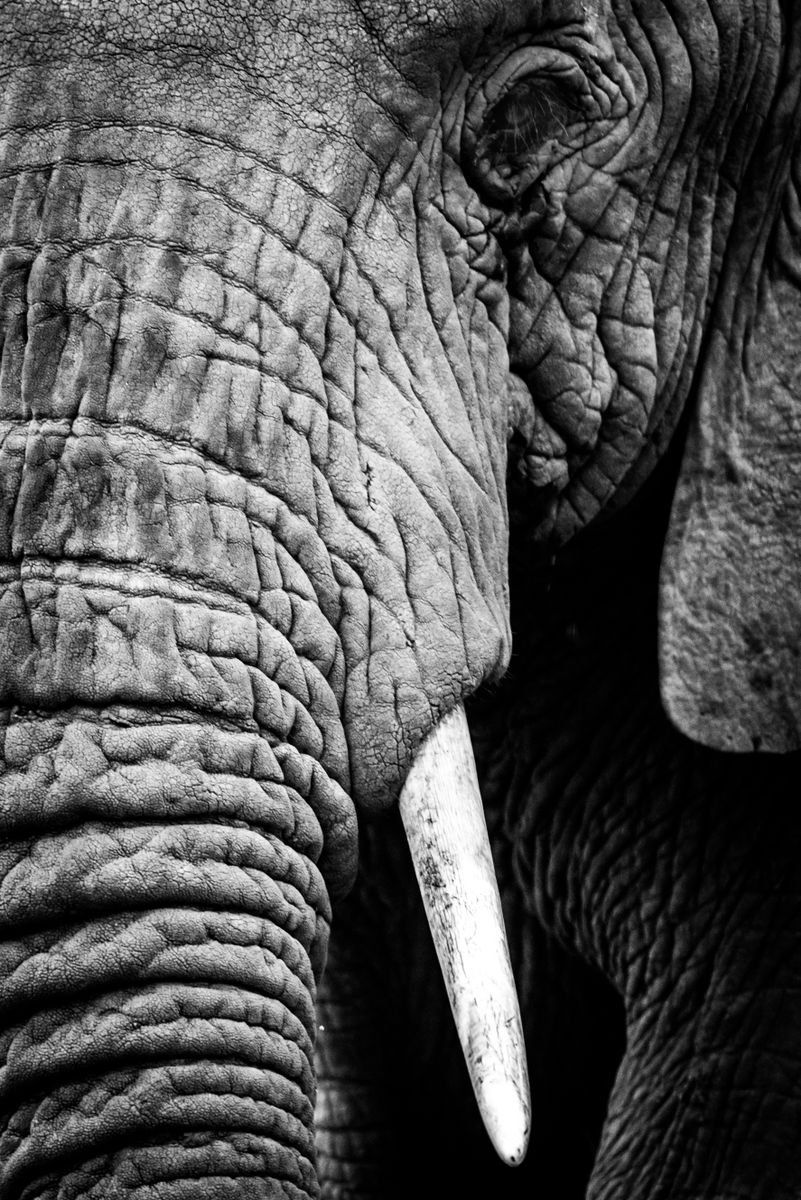 Photorealistic Animal Photograph By Nick Dale, 26 X 33", "Does My Trunk Look Big In This...?", Original Artwork