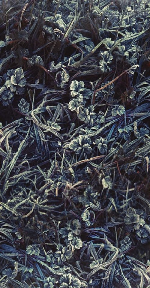 Grass crystals by Nadia Attura