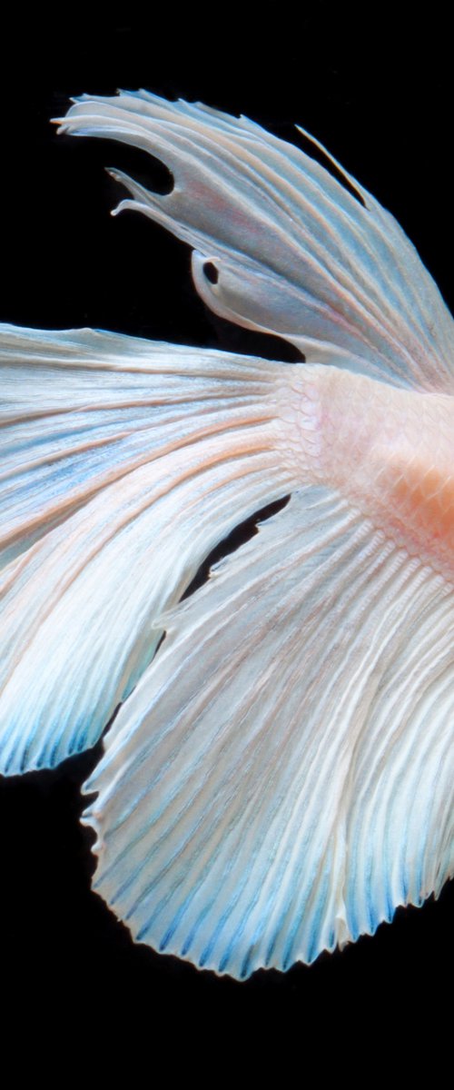 Betta 74 by MICHAEL FILONOW