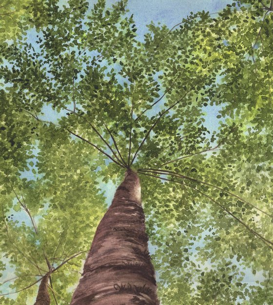 Pine Tree Forest III