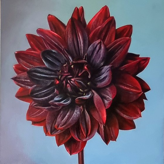 "Love letter" dahlia  flower 2022