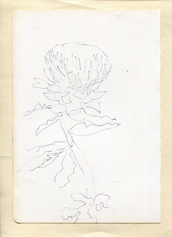 Thistle pen  drawing sketch