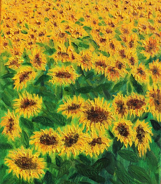 Sunflowers field in Tuscany