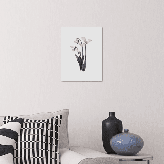 Snowdrops, botanical illustration