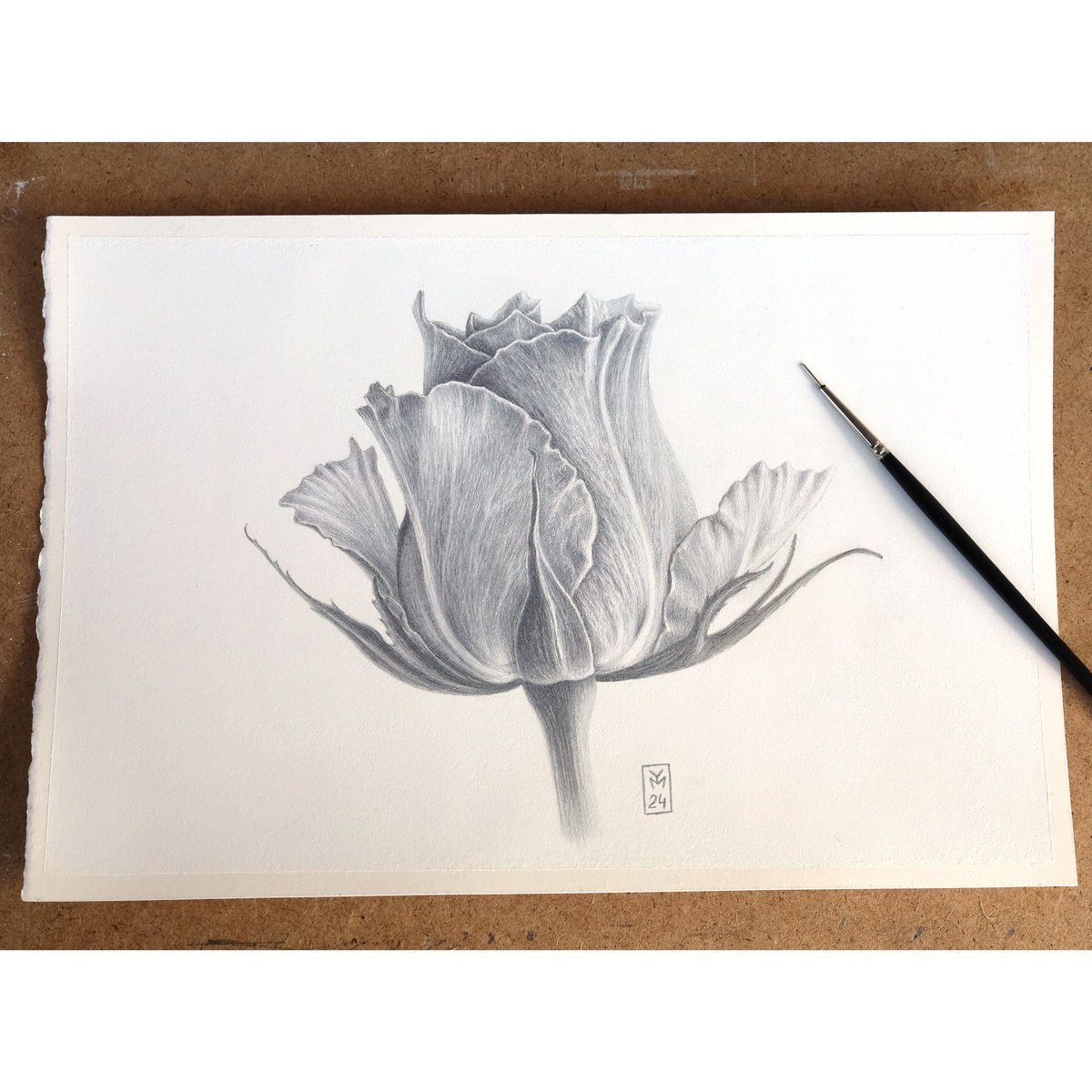 Graphic Botanical Drawing By Yuliia Moiseieva, 11 X 7", Rose, Original Artwork