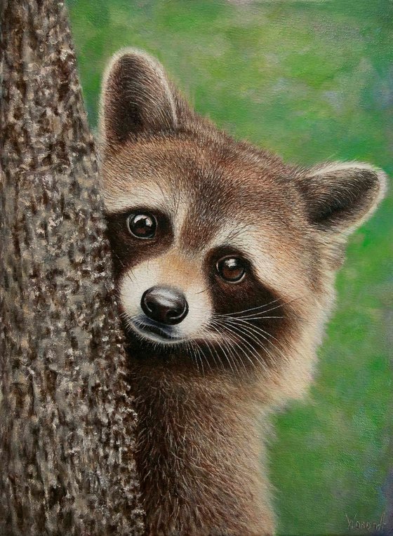 Raccoon. A cute and curious Raccoon.