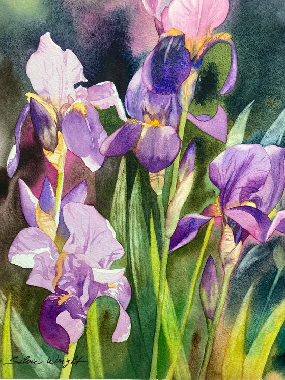 Summer Iris