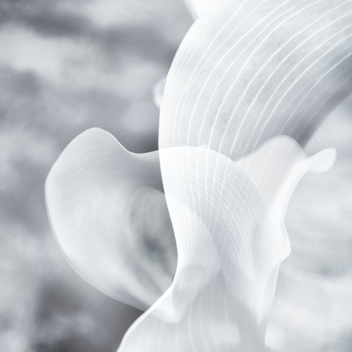 Abstract Botanical Photograph By Karim Carella, 33 X 33", Kalos, Original Artwork