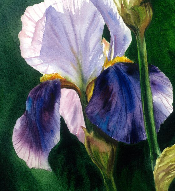 Surprise Irises