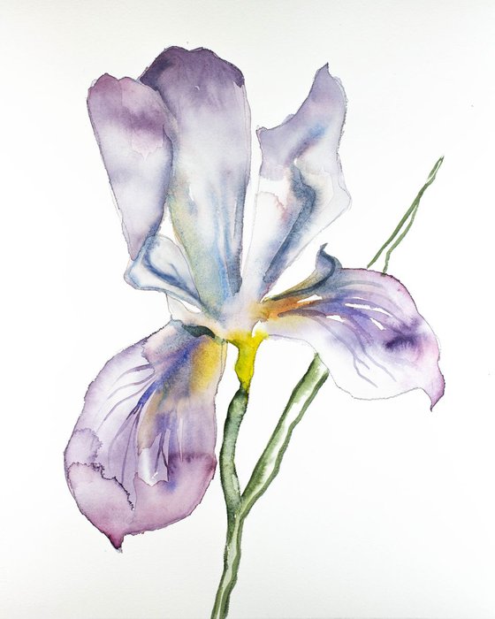 Iris No. 68