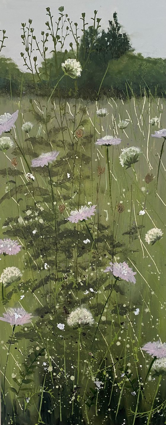 Wild Scabious Meadow
