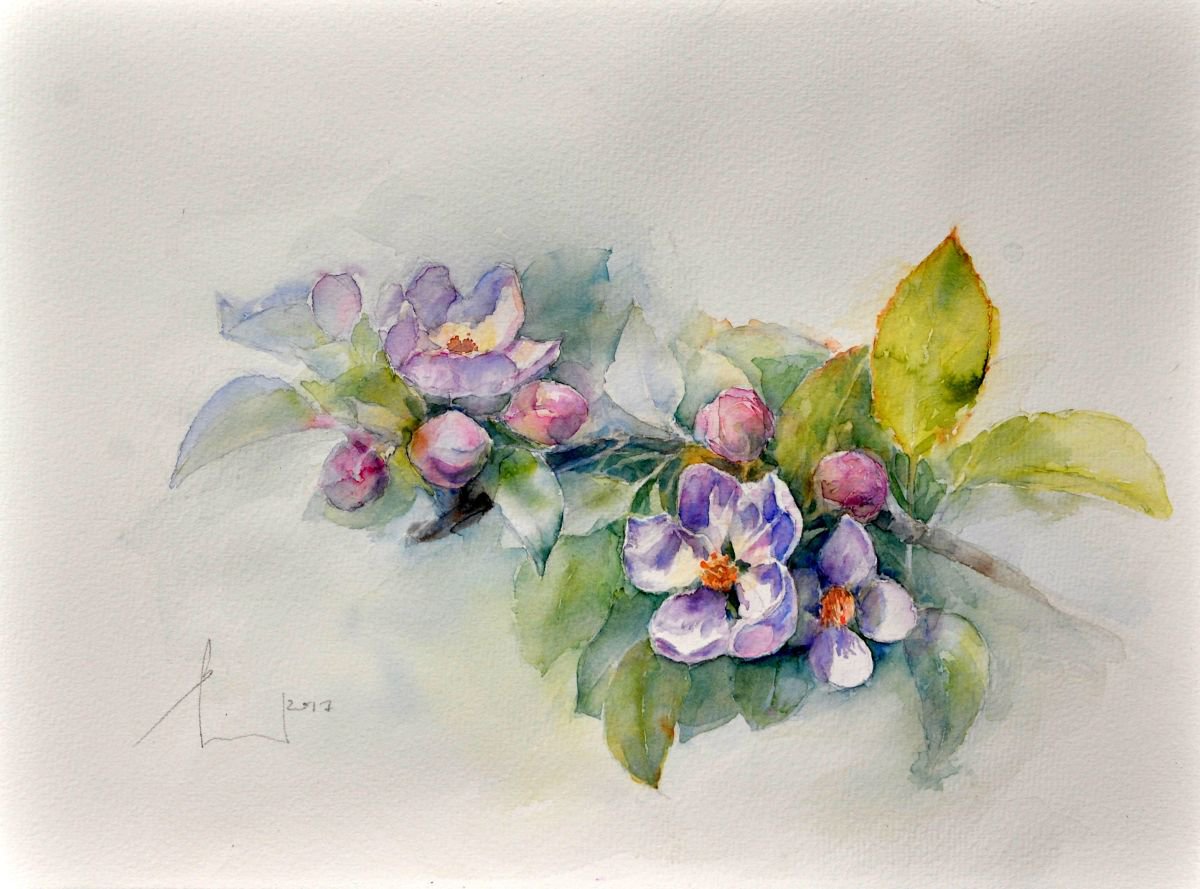 APPLE BLOSSOM II original watercolor 37X28 by Beata van Wijngaarden