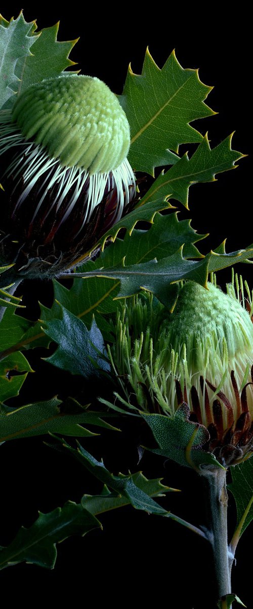 Banksia Heliantha by Nadia Culph