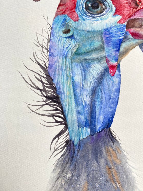 Portrait of funny Guinea bird
