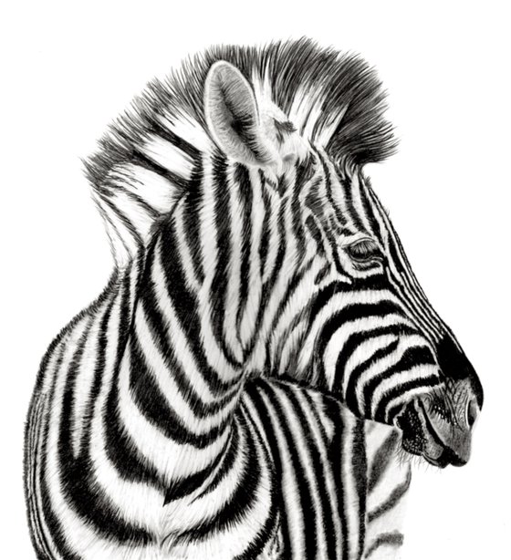 Zebra II