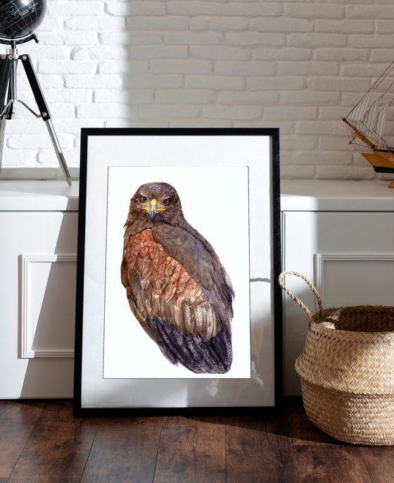 Harris's hawk gaze