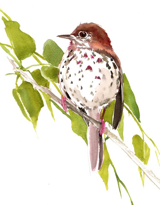 Brown Thrasher