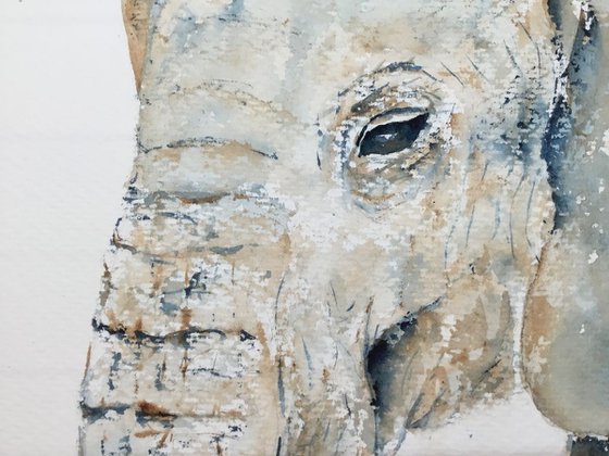 Elephant portrait