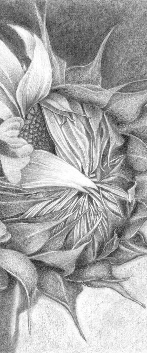 THE BIRTH OF A SUNFLOWER by Nives Palmić