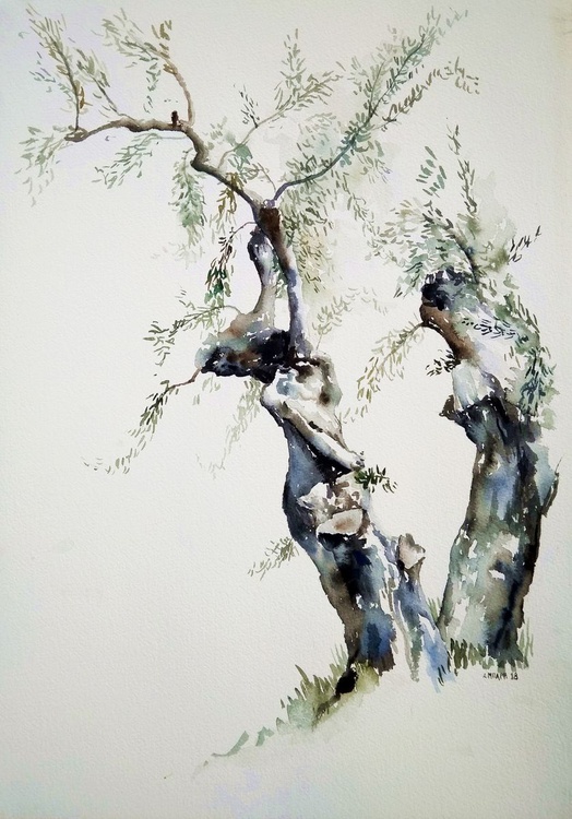 Olive Tree 2018 Watercolour By Alexandra Bari Artfinder