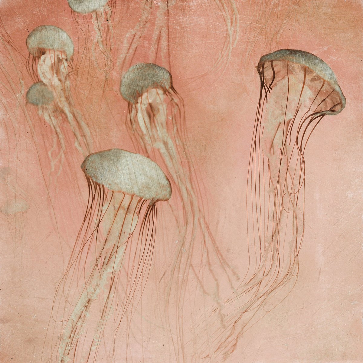 Impressionistic Landscape Photograph By Nadia Attura, 20 X 20", Monterey Rose, Original Artwork