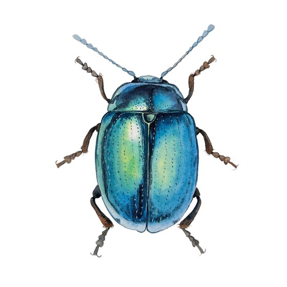 Blue beetle. ORIGINAL WATERCOLOUR ARTWORK.