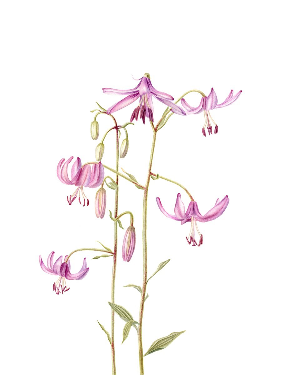 Photorealistic Botanical Watercolour By Maryna Vozniuk, 12 X 16", Lily, Lilium Martagon, Original Artwork