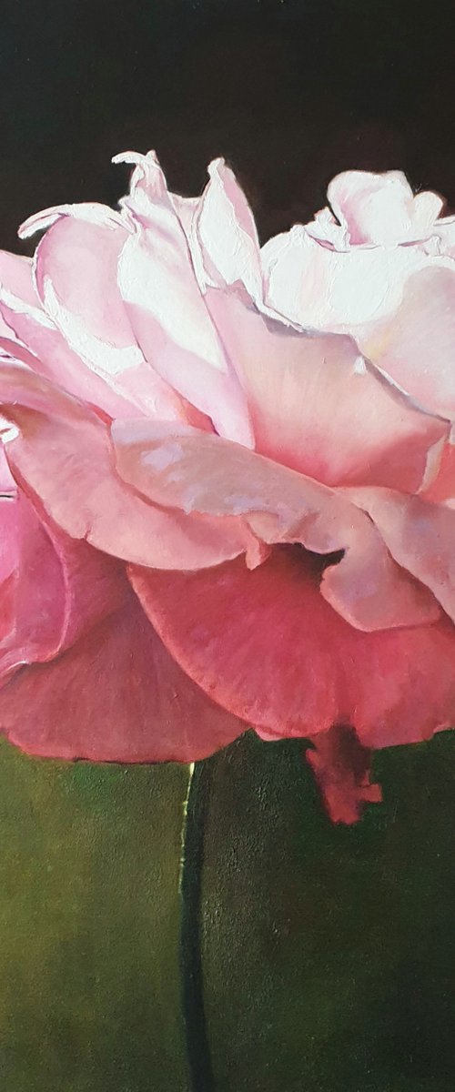 "With the first rays..." rose painting 2021 by Anna Bessonova (Kotelnik)