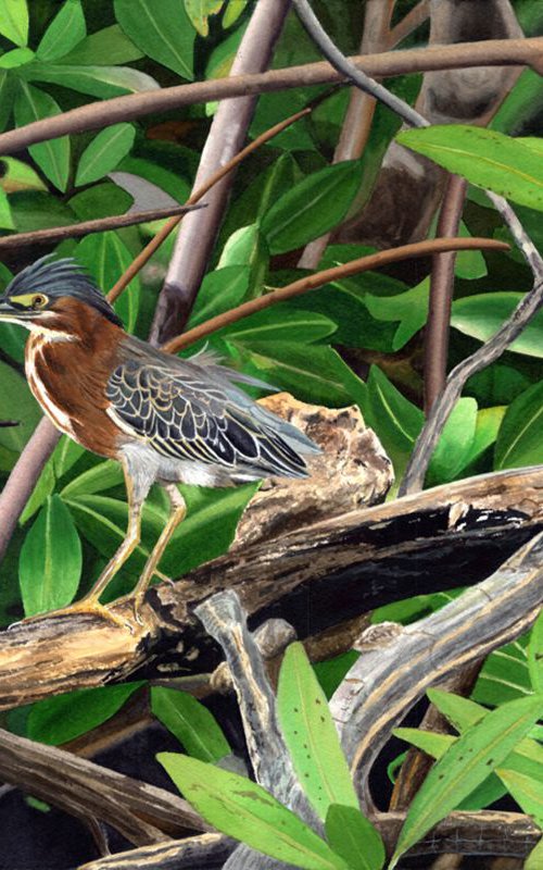 Green Back Heron by Leslie McDonald, Jr.