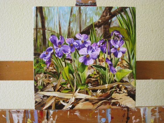 Spring Violets on Forest Floor