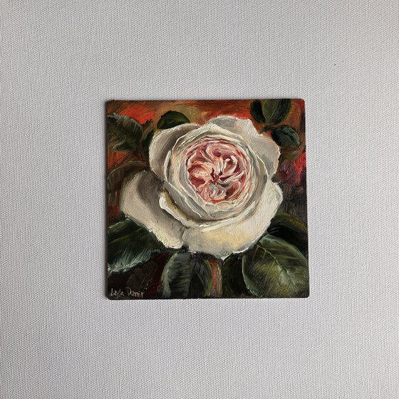 Pink roses still life
