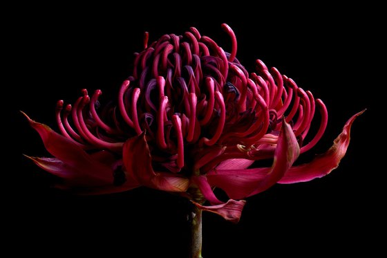 Waratah Withered
