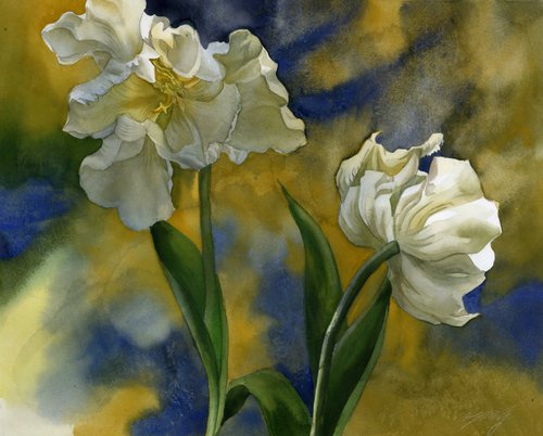 French white tulips by Alfred  Ng