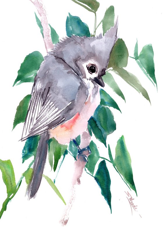 Titmouse Bird