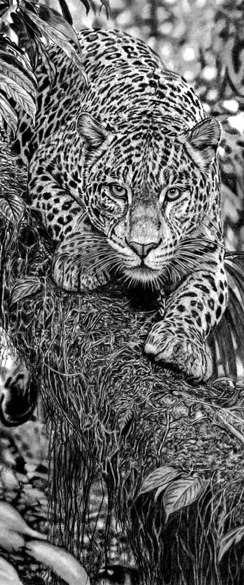 Jungle Leopard by Paul Stowe