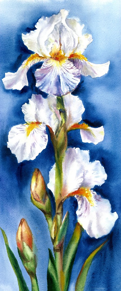 White Iris Symphony by Maryna Boiko