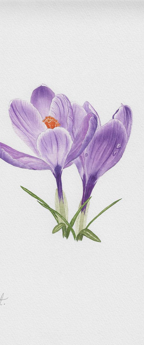 Spring Crocuses by Oksana Abdukadyrova
