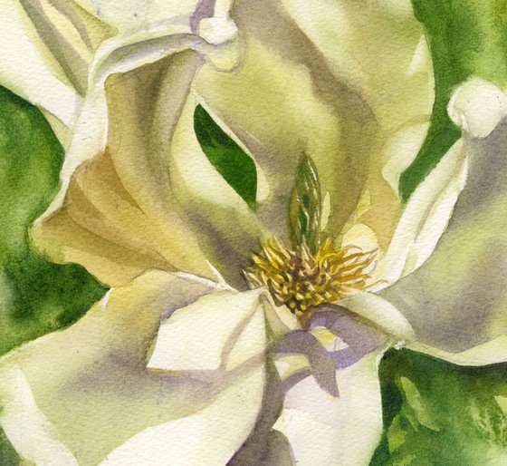 yellow magnolia